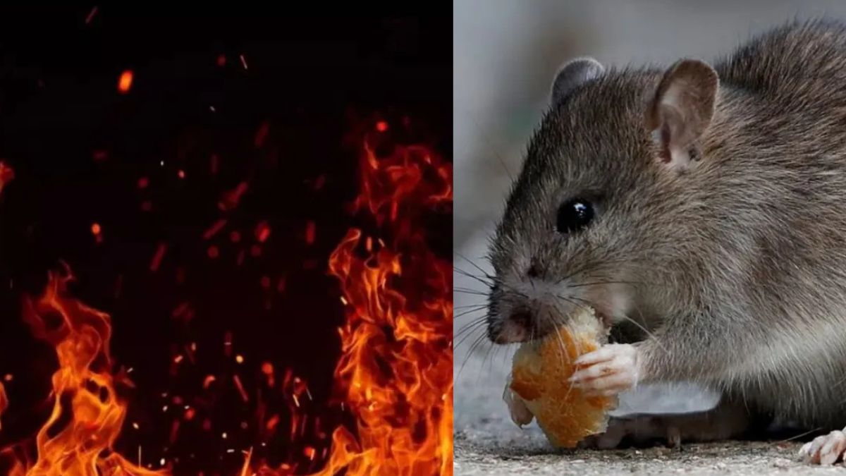 meerut rat causes fire 2 lakh loss